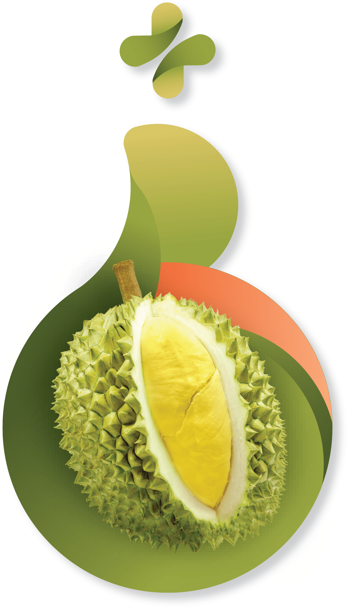 Durian Benefits - Durian (1204x2017), Png Download