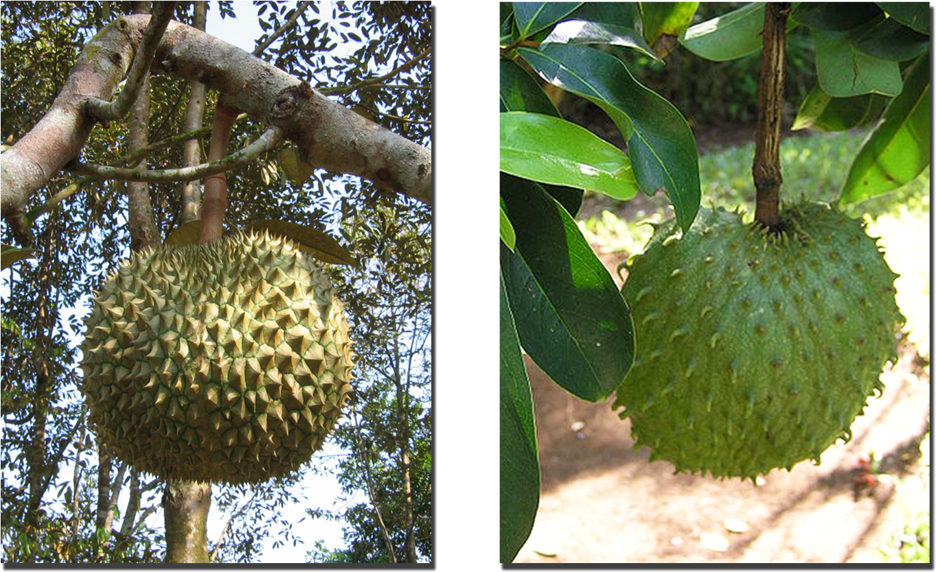 The Durian And Lookalike Soursop (right) (1600x900), Png Download