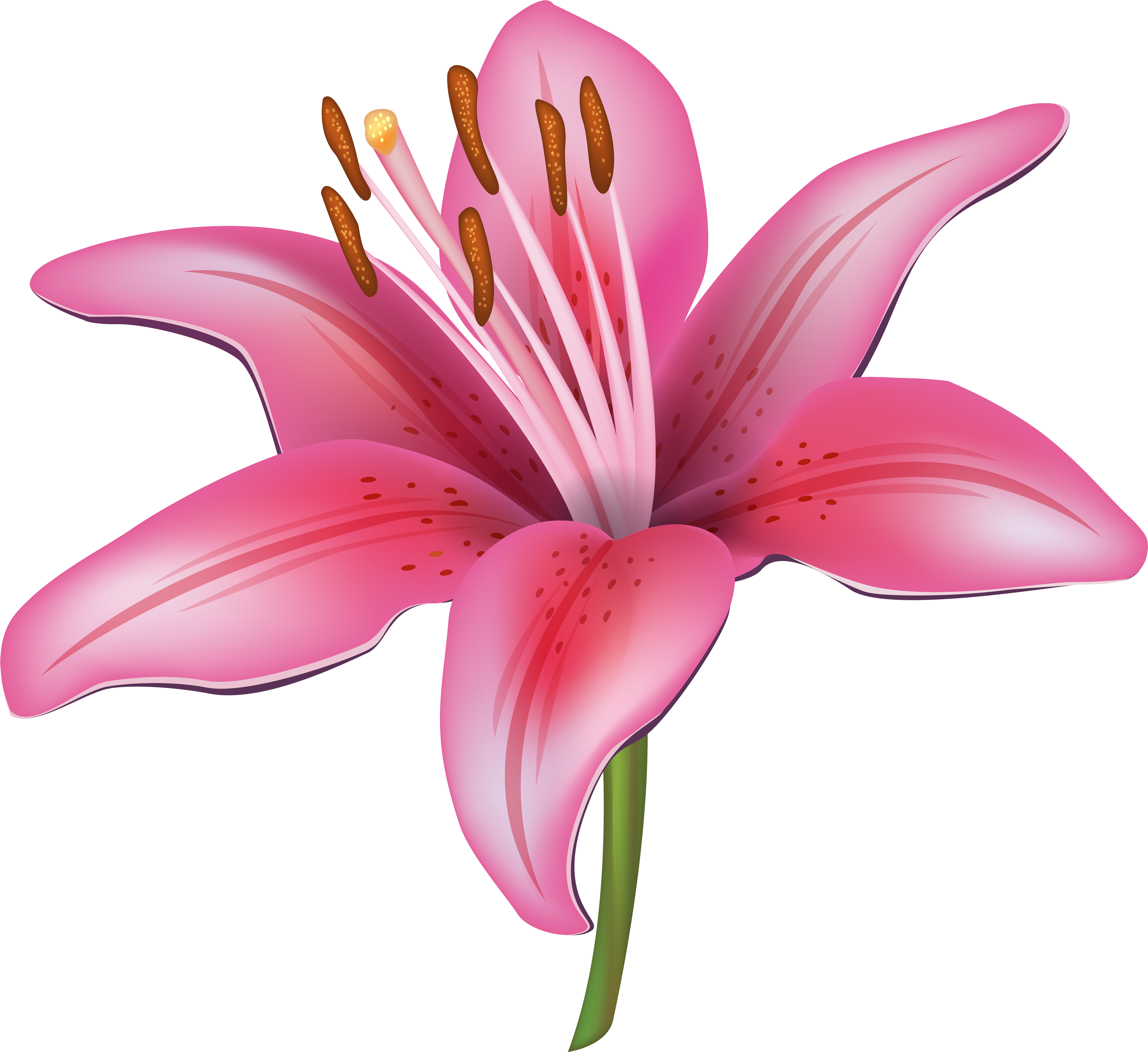 Jpg Transparent Stock Collection Of Lily Png High Quality - Lilies Flower Png Vector (5000x4582), Png Download