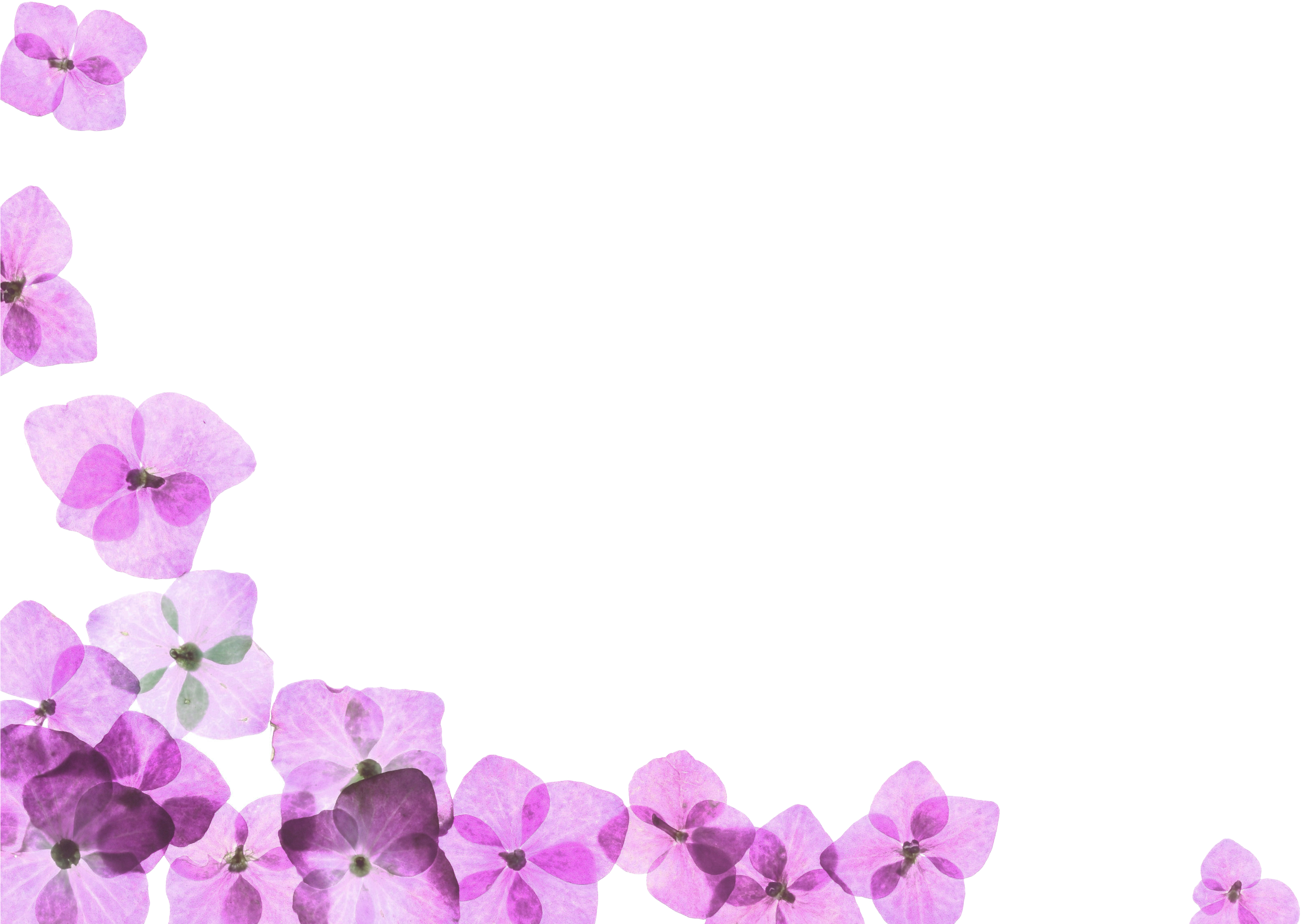 Organic Bliss Day Spa 547 Athol Ave, Oakland, Ca 94606 - Flower Spa Border (4211x2319), Png Download