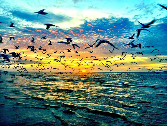 Sarasota Photo Contest Winner - Cms Photography (870x580), Png Download