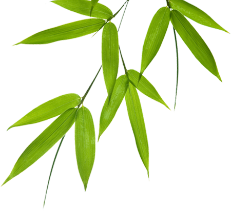 Bamboo Leaves Png (450x412), Png Download