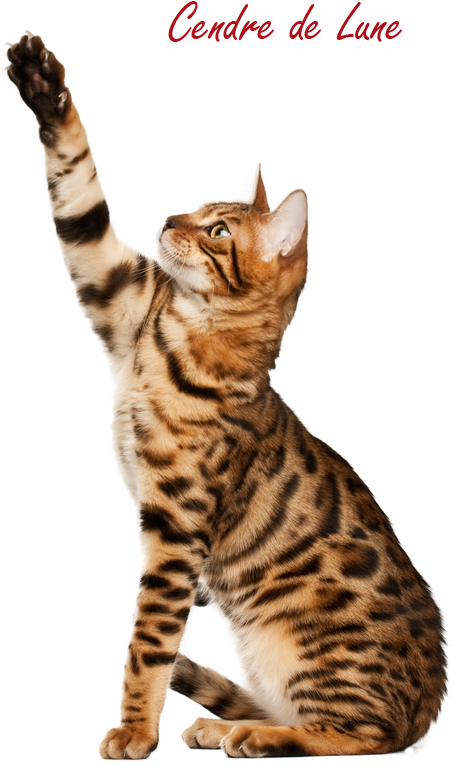 Cat By Cendredelune On - Bengal Cat Profile (566x848), Png Download