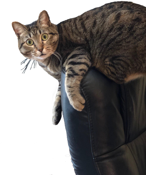 Surprised Cat Sitting On Chair - Surprised Transparent Cat Png (477x591), Png Download