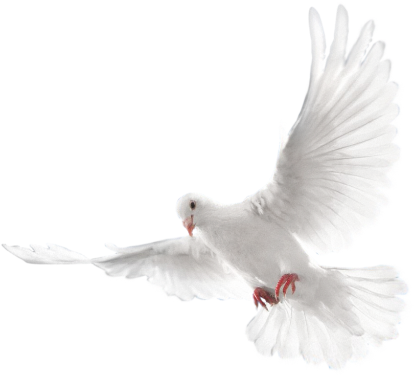 Download Holy Spirit Dove Png PNG Image with No Background 