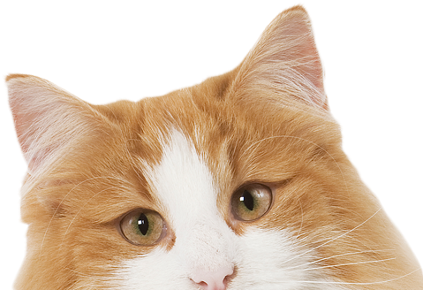 Prrrrrrrrrrrr - Real Cat Clipart (597x352), Png Download