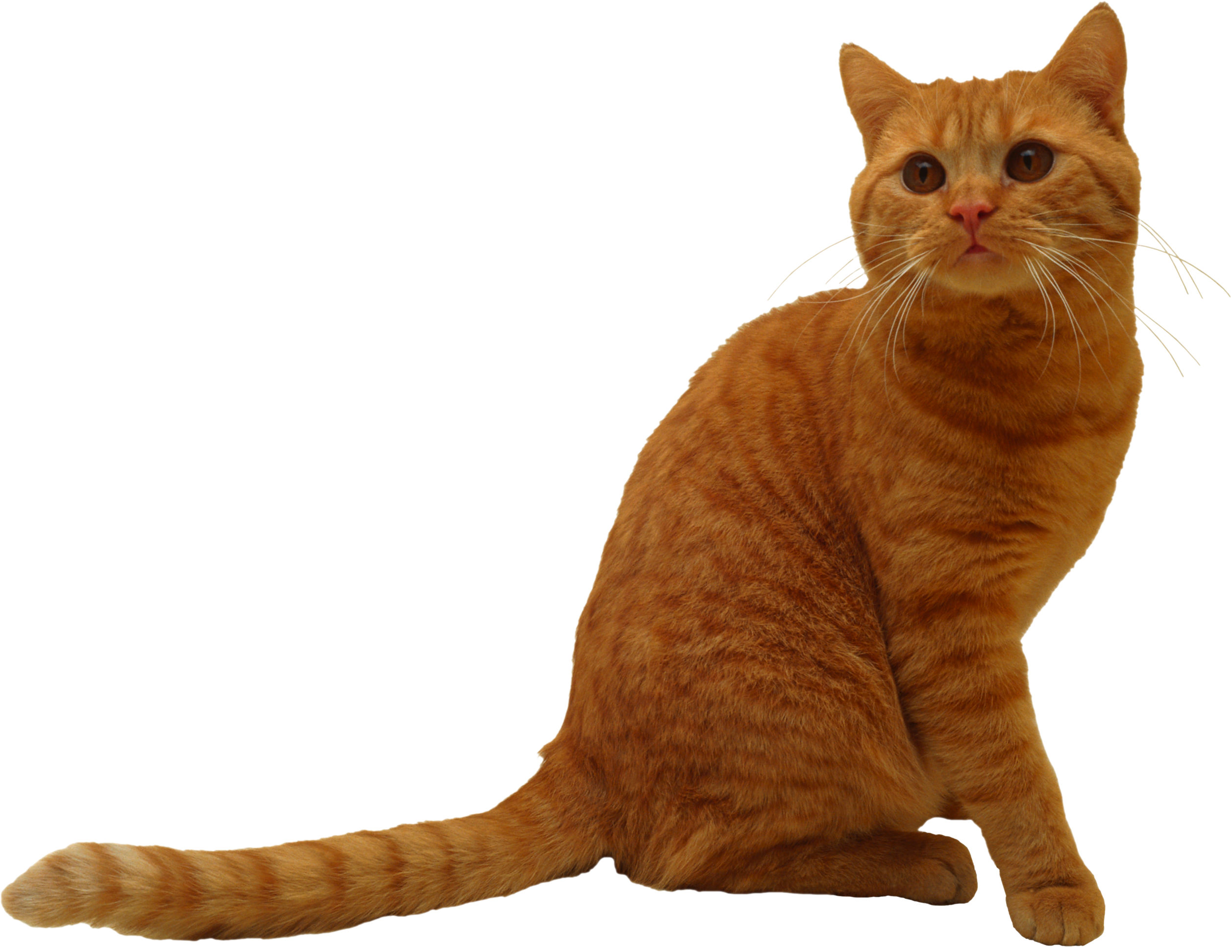 Cats Png (2512x1933), Png Download