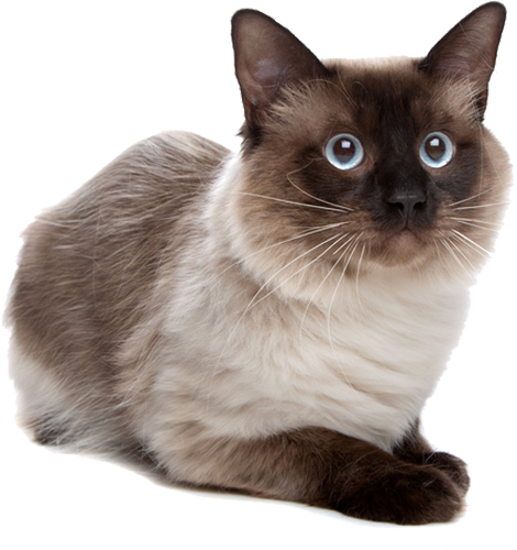 Siamese Cat Transparent (470x500), Png Download