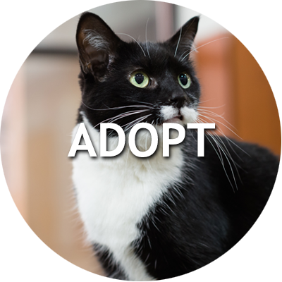 View Adoptable Cats And Dogs - Naperville Area Humane Society (400x400), Png Download