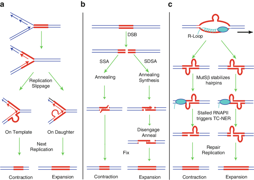 1 Three Mechanisms For Promoting Microsatellite Repeat (850x602), Png Download