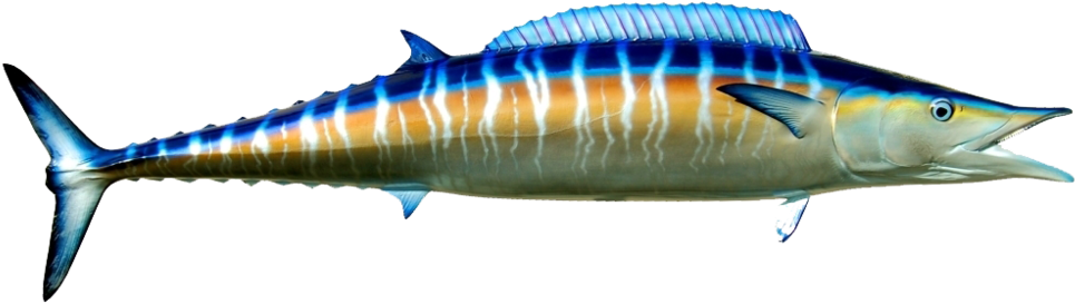 The Catch Deep Blue Clip Art Black And White Download (1000x381), Png Download