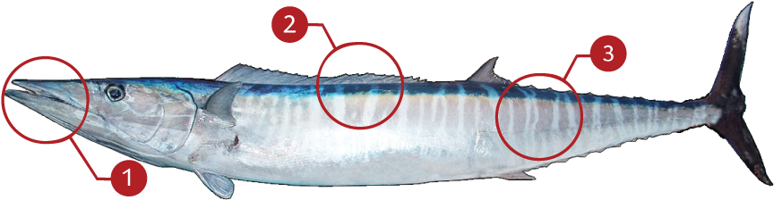 How To Identify A Wahoo (873x369), Png Download