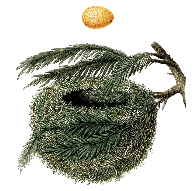 Nest Logo (644x626), Png Download