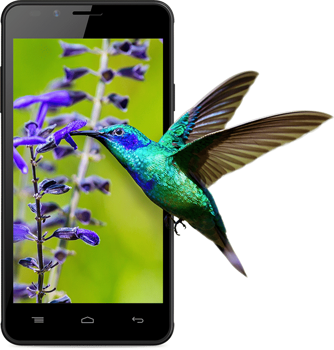 Intex Aqua Lions E3 (671x703), Png Download