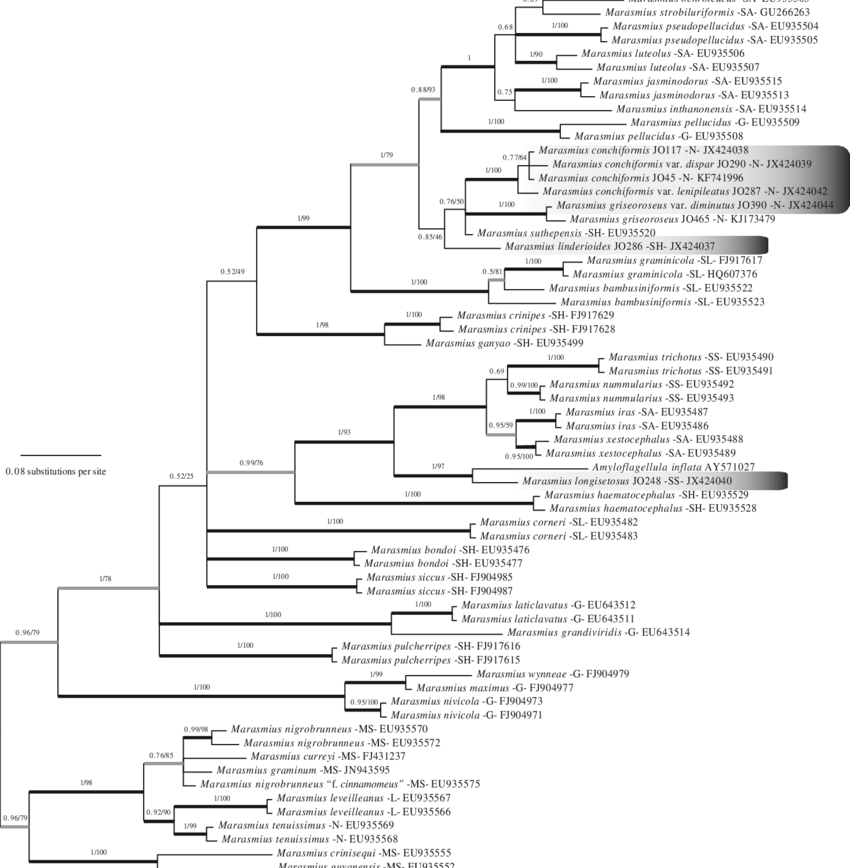 Bayesian 50 % Majority-rule Tree Of The Ribosomal Internal (850x868), Png Download