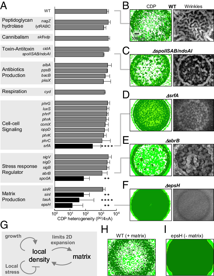 Ko Strains Are Categorized And Listed By Their Functions (720x929), Png Download