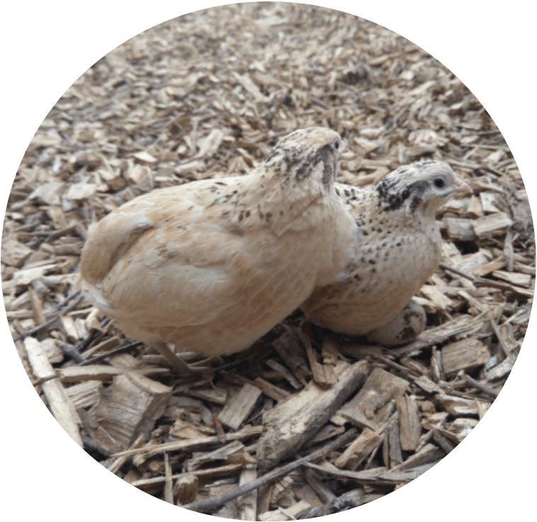 Home / Quail / Italian Quail (758x737), Png Download
