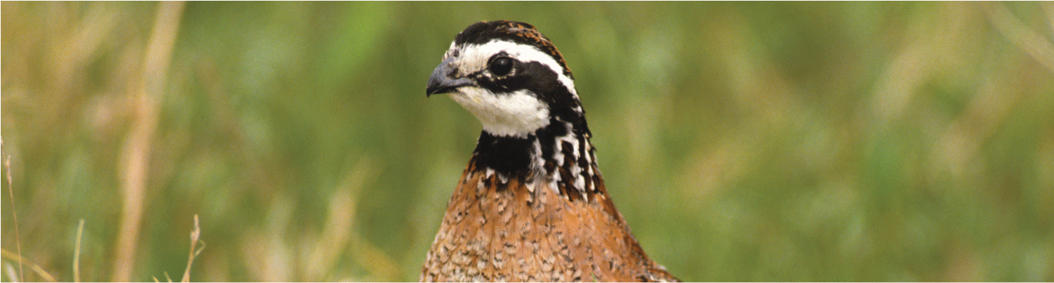 Incubating Bobwhite Quail Eggs Elm Creek Quail Farm (1500x1142), Png Download