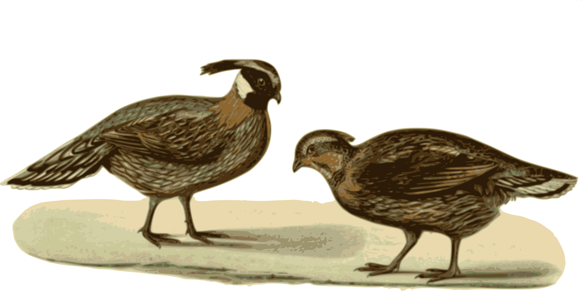 Big Image (2400x1201), Png Download