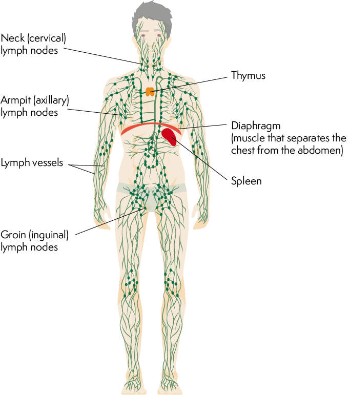 Lymphatic Lymphoma Action The Lymphatic System Free (681x771), Png Download