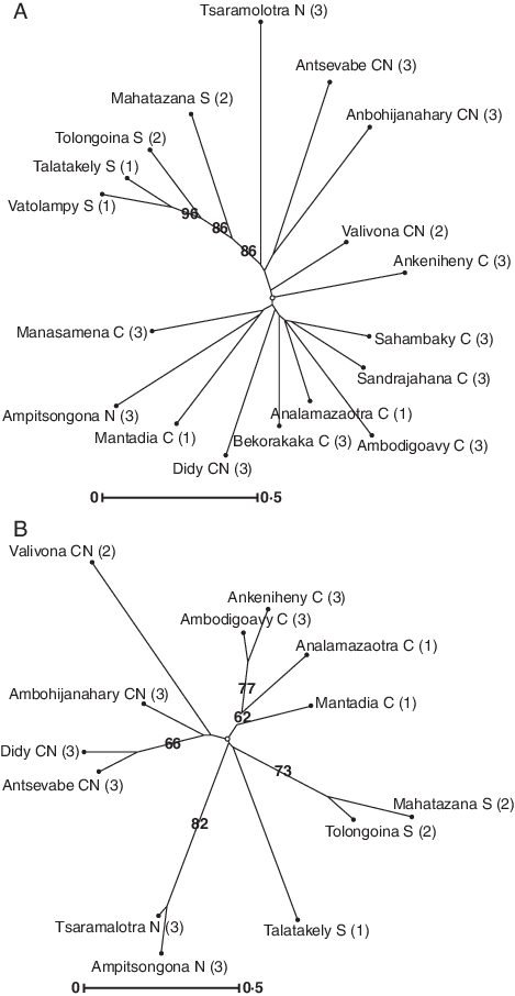 Unrooted Neighbor-joining Tree Drawn With Darwin (469x906), Png Download