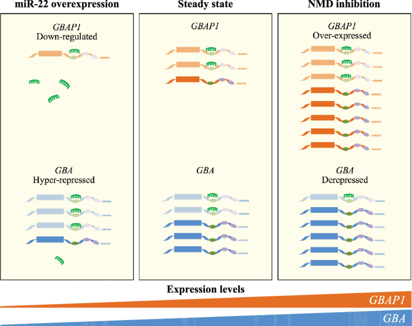 Schematic Representation Of The Effect Of Modulating (850x672), Png Download