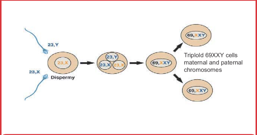 Formation Of Partial Mole (850x447), Png Download