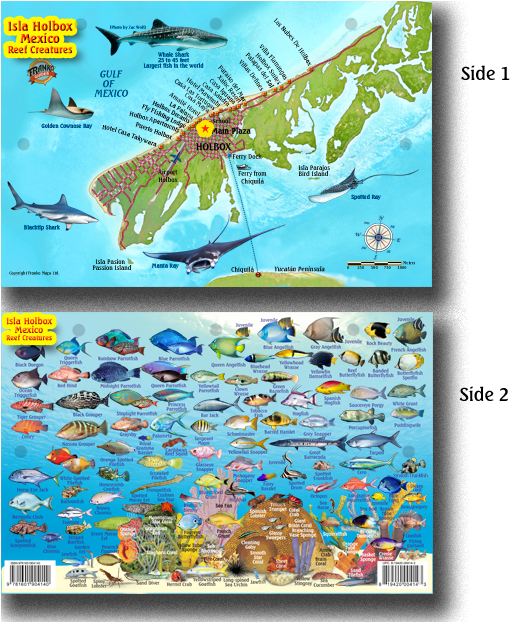 33146 Holbox Fish Card (536x621), Png Download