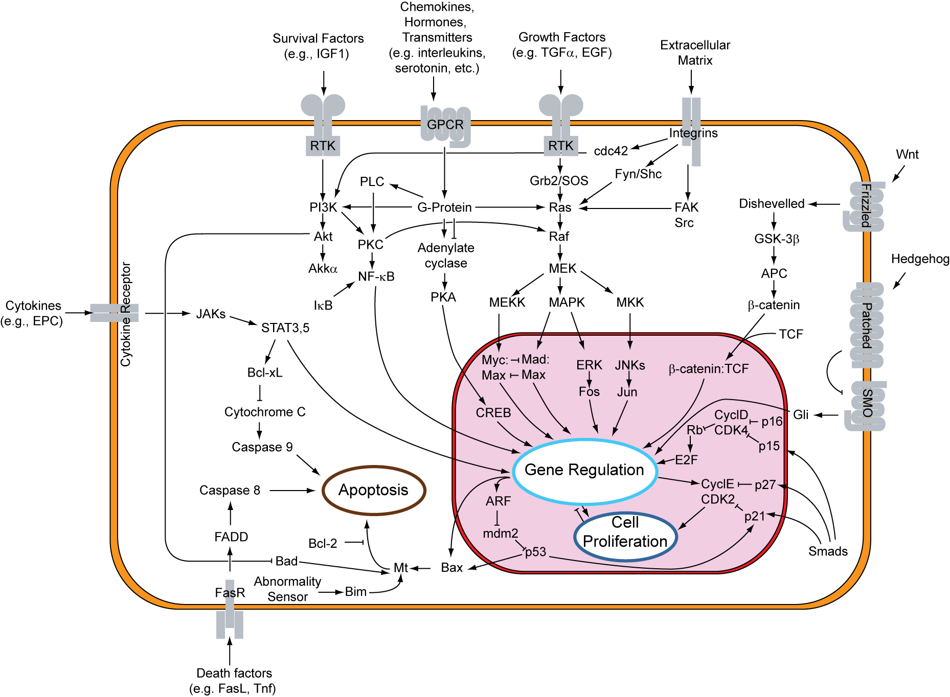 Signal Transduction V1 (1858x1364), Png Download