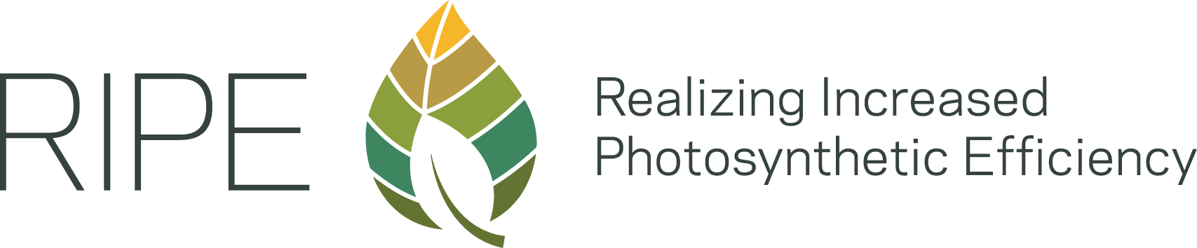 Logo Realizing Increased Photosynthetic Efficiency (1707x354), Png Download