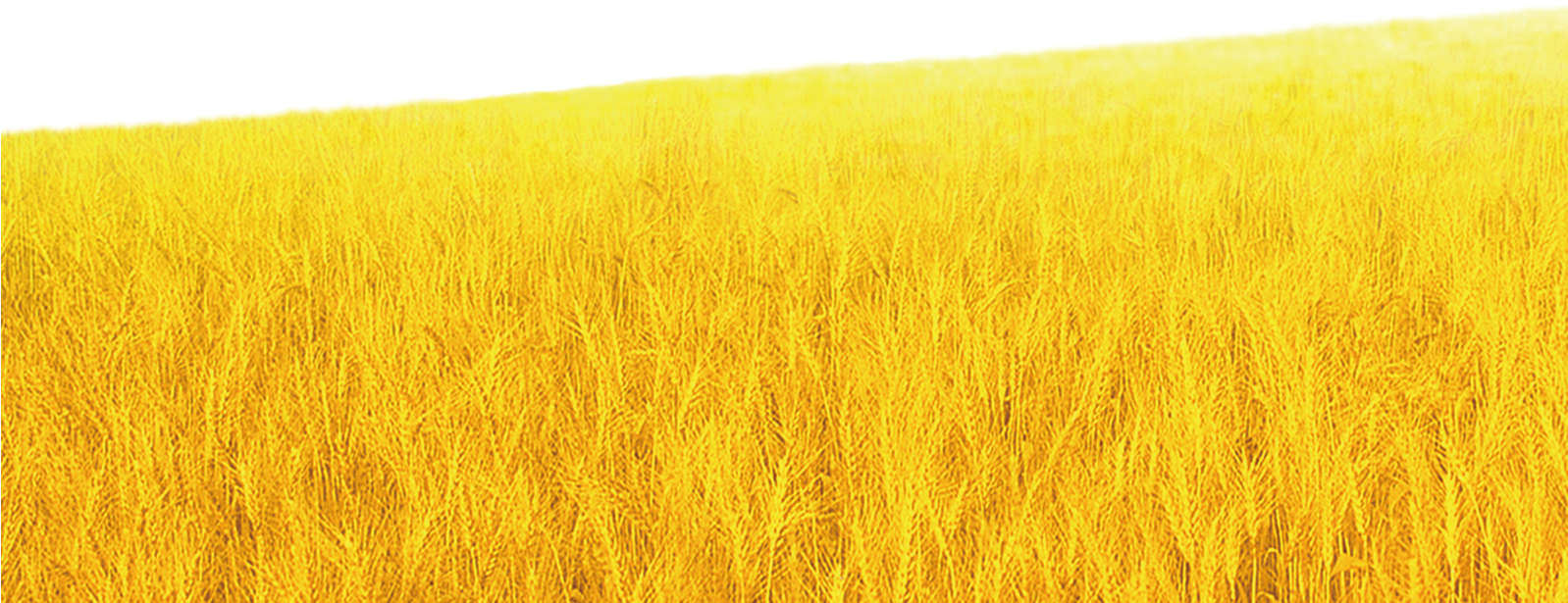 Wheat Stalk Png (1597x861), Png Download
