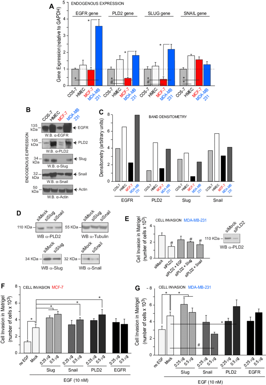 E Relative Endogenous Expression Of Slug, Snail And (850x1228), Png Download