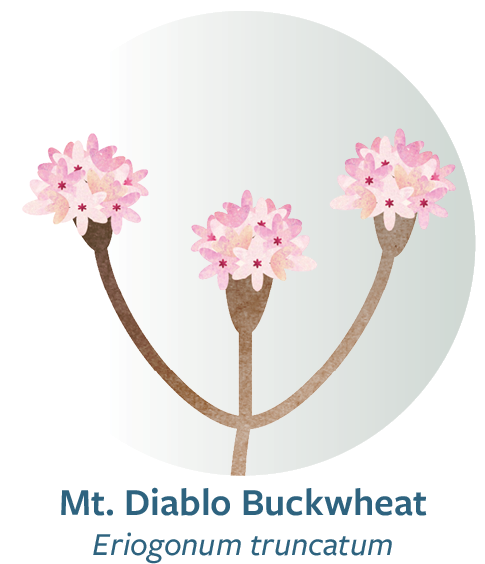 Thornmint Web Button (600x600), Png Download