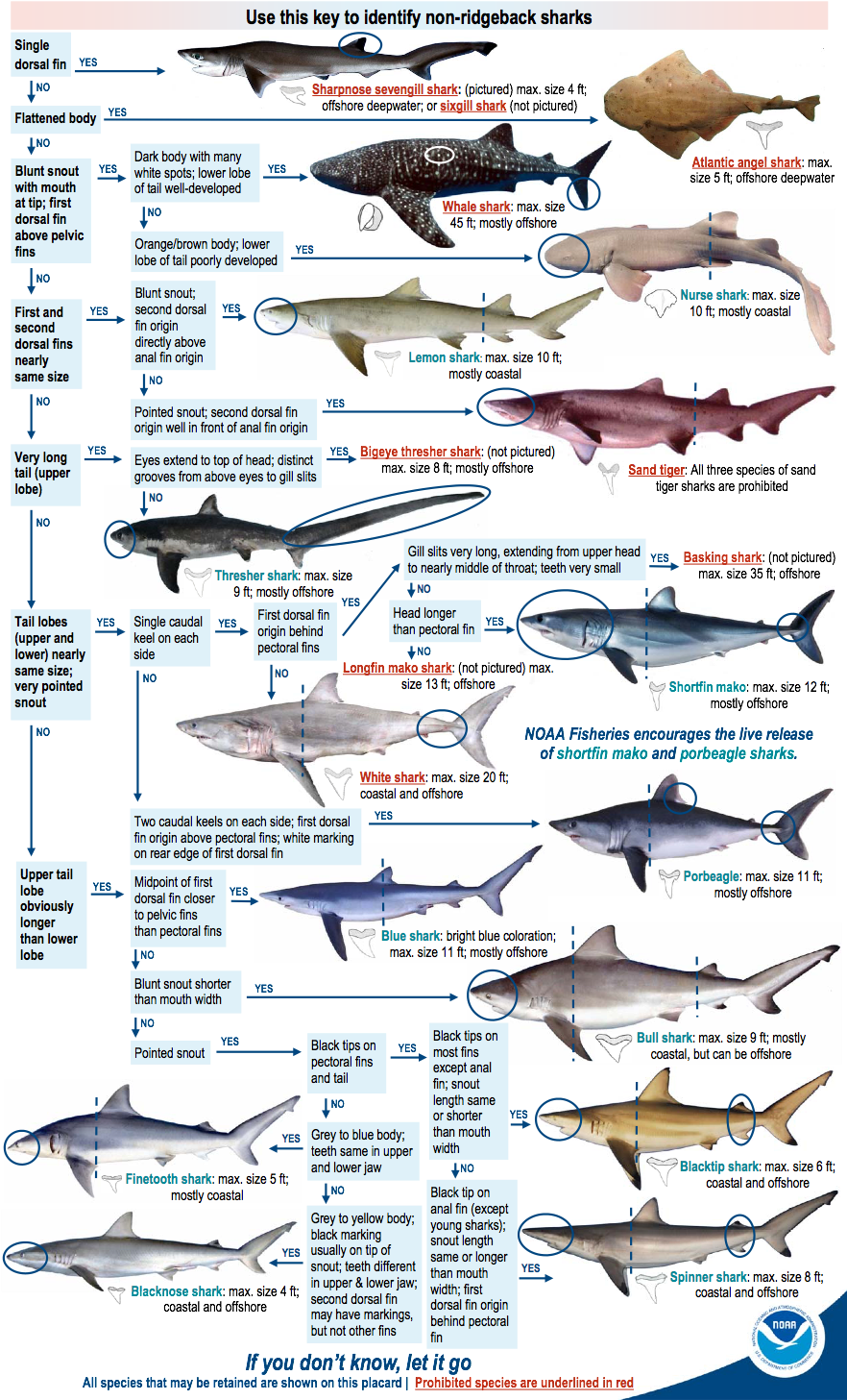You Need A Recreational Permit To Fish For Or Land (892x1470), Png Download