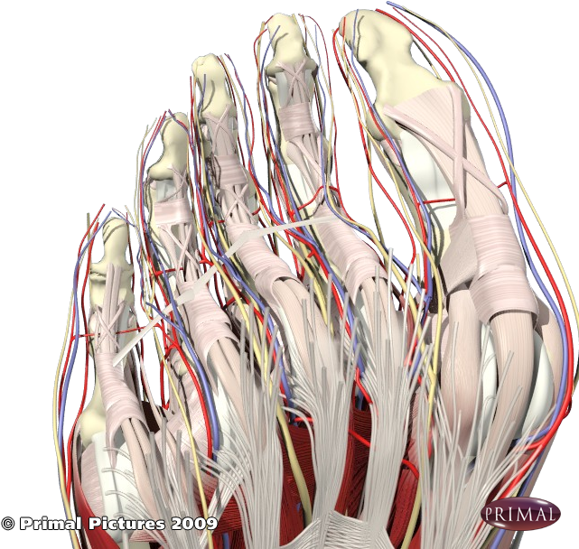 Front Medial Foot And Ankle (660x660), Png Download