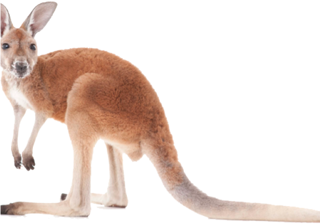 Kangaroo Png (640x480), Png Download