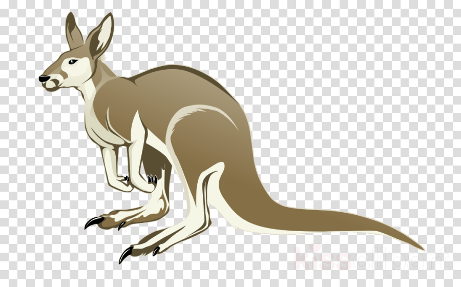 Kangaroo (900x560), Png Download