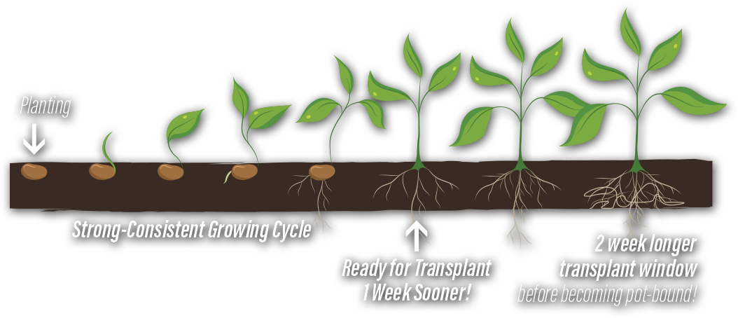 Germination (1101x479), Png Download