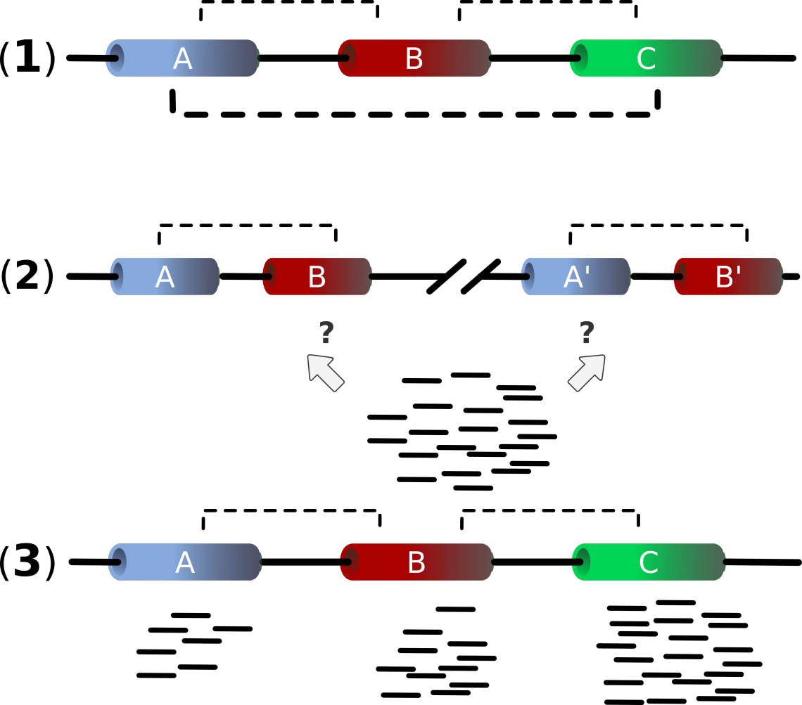 Genes Png (1140x1003), Png Download