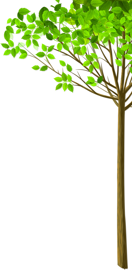 Img_tree.png (547x1116), Png Download