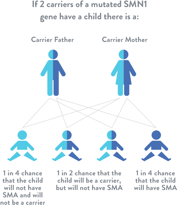 If You Have A Family History Of Spinal Muscular Atrophy, (588x675), Png Download