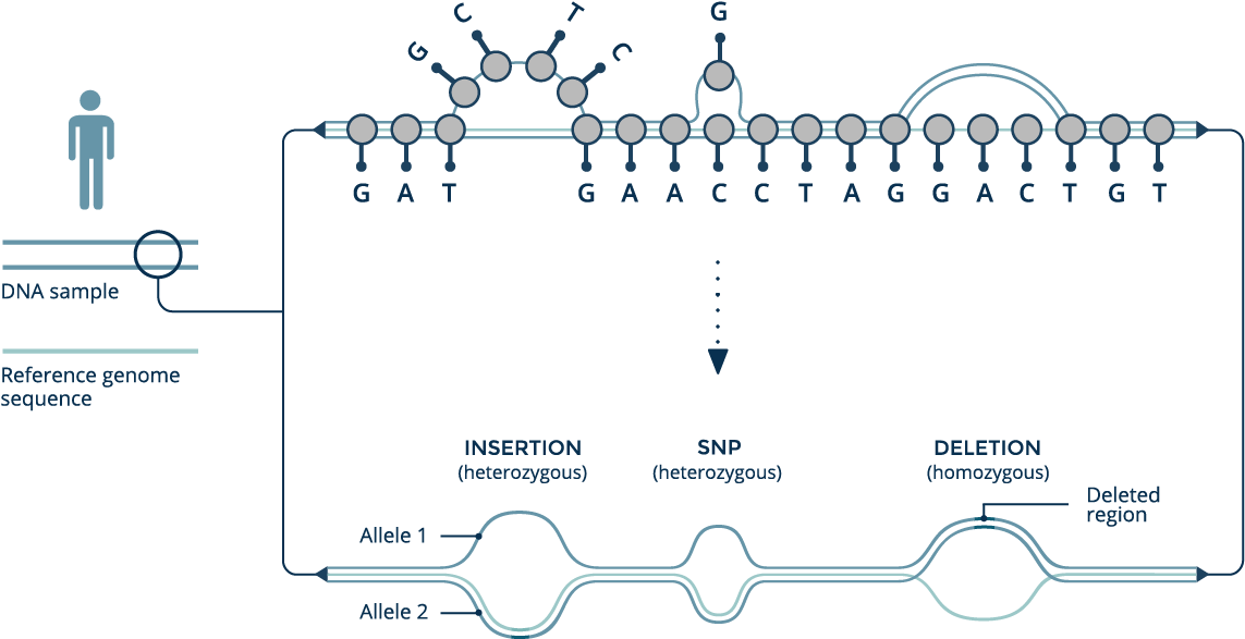 Download The Graph Genome Reference Organizes Genomic Data From PNG ...