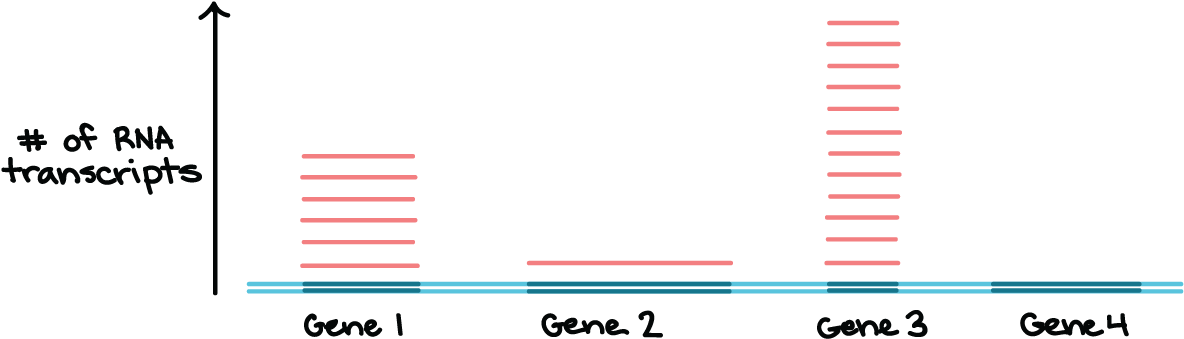 Genes Png (1367x363), Png Download