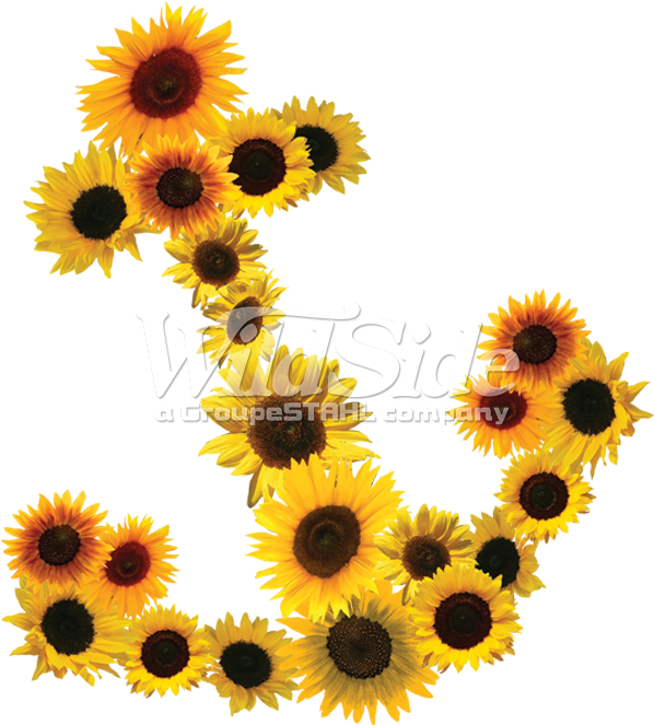 Daisy Anchor (675x675), Png Download