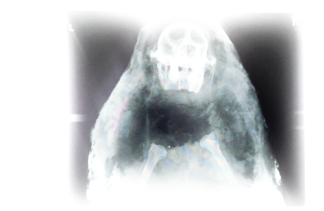 Bones (1200x432), Png Download