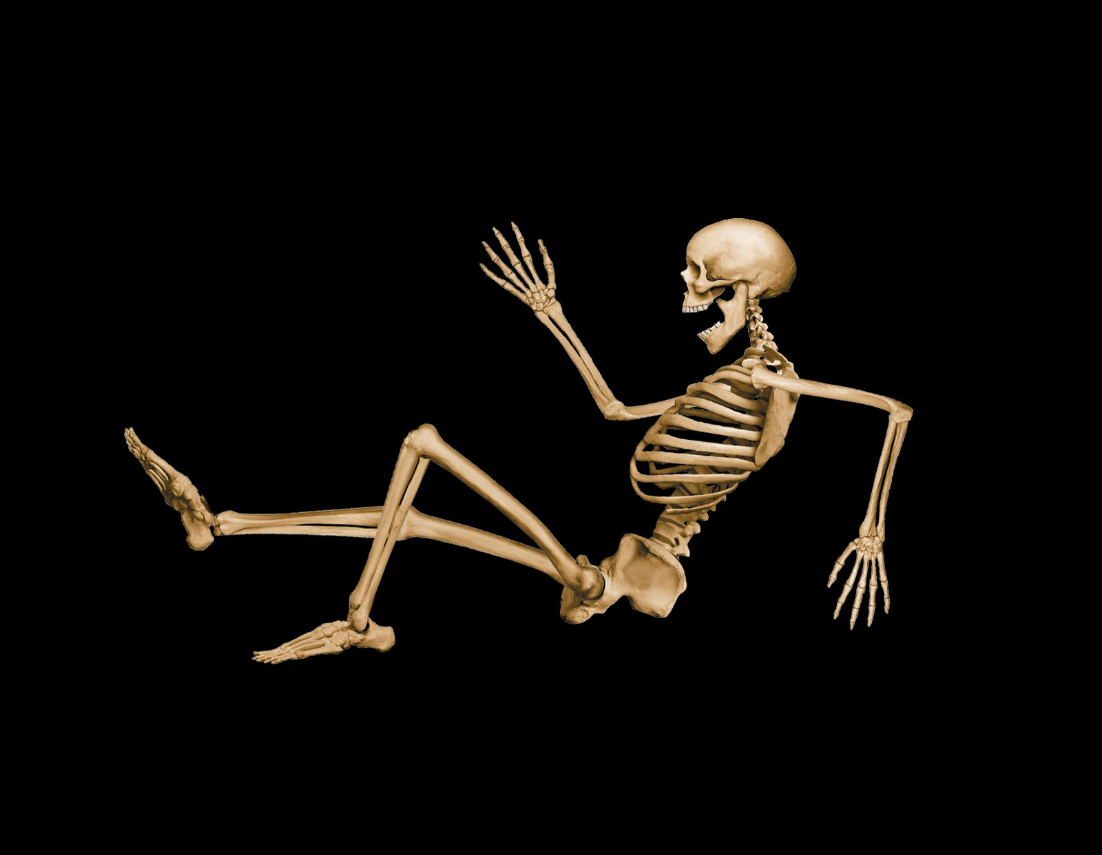 Skeleton Png Images (1600x1242), Png Download