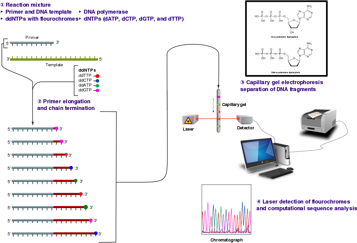 Dna.png (1200x826), Png Download