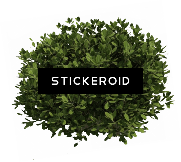 Bush Plant Bushes (624x559), Png Download