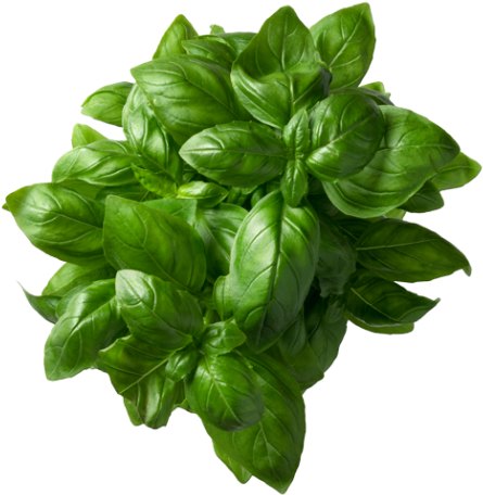 Basil Plant (866x650), Png Download