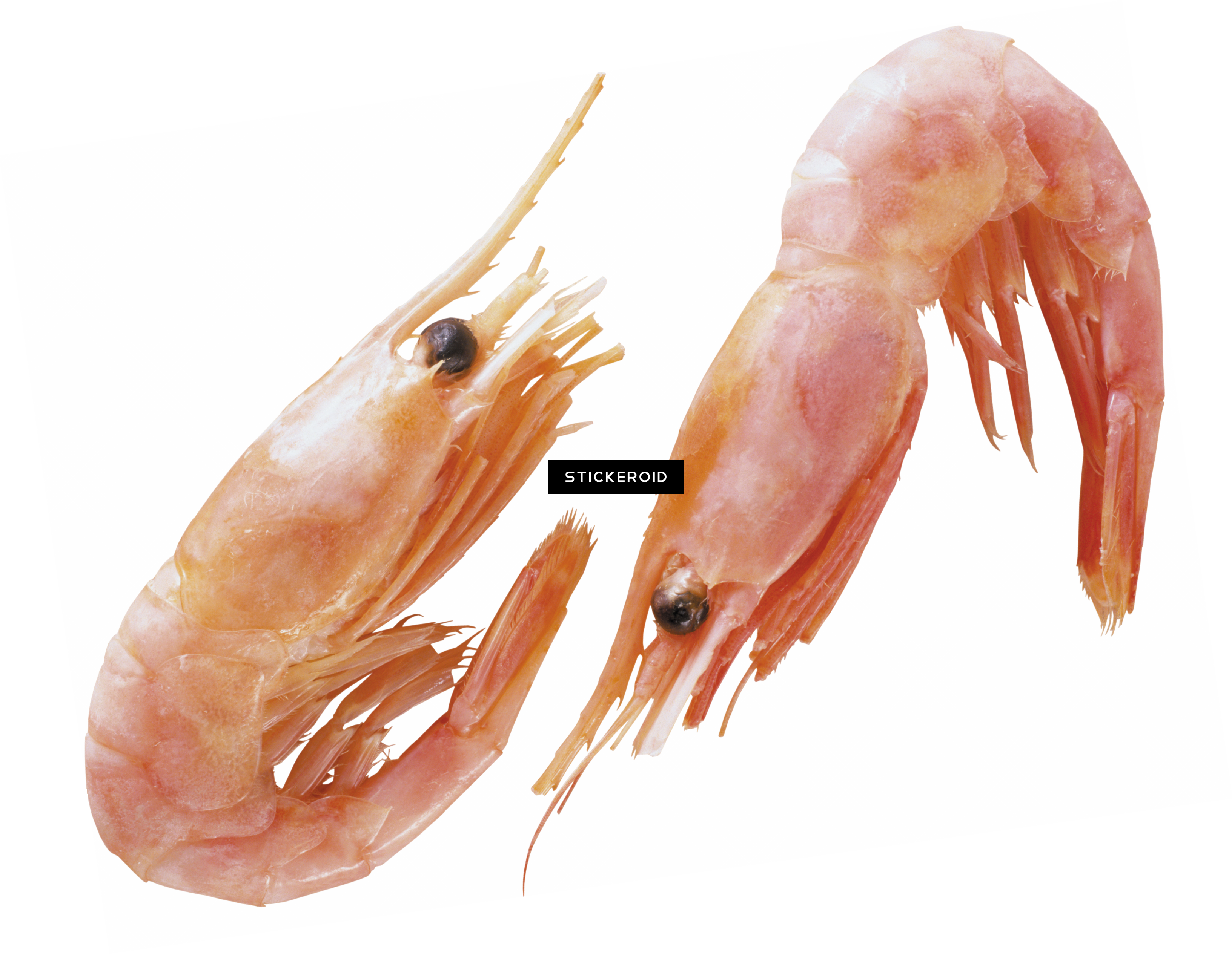 Shrimps (3266x2531), Png Download